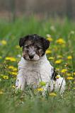 FOX TERRIER 597